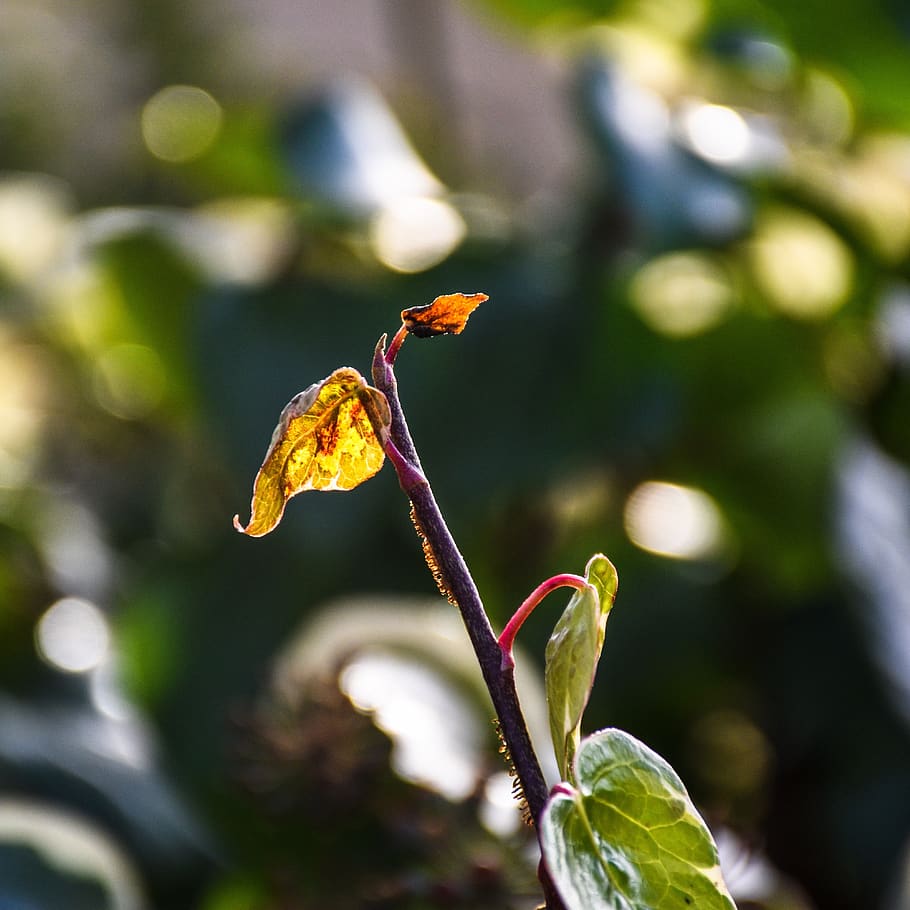 foliage, bud, plant, sunlight, illuminated, nature, green, shining HD wallpaper