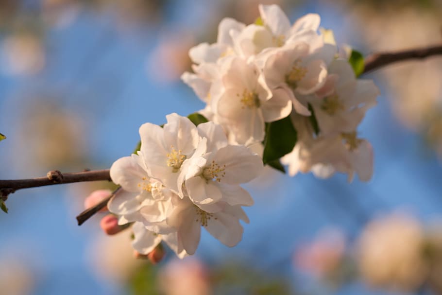 spring, flower, flowers, background, focus, closeup, outdoor HD wallpaper