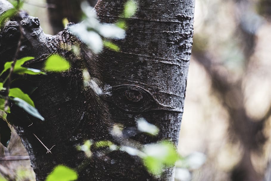 tree, plant, tree trunk, pet, mammal, canine, dog, animal, forrest HD wallpaper