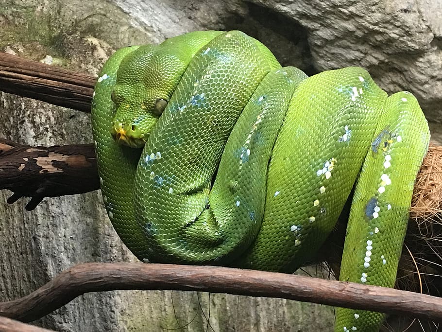 snake, genova, animals in the wild, animal themes, tree, green color HD wallpaper