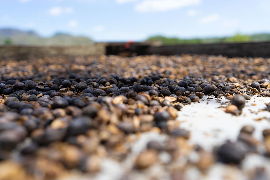 cuba, vinales, selective focus, nature, no people, large group of objects HD wallpaper
