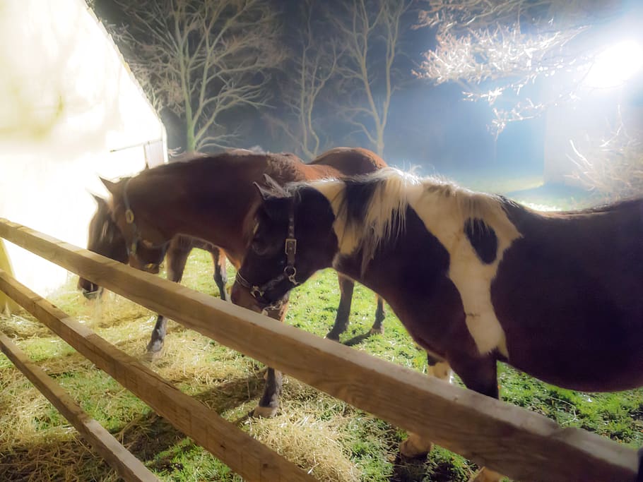 horses, country, backlight, grass, night, mammal, animal, animal themes HD wallpaper