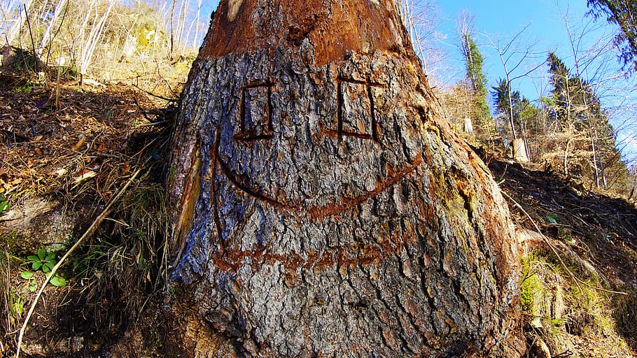 slovenia, bled, tree, tree trunk, plant, land, nature, textured HD wallpaper