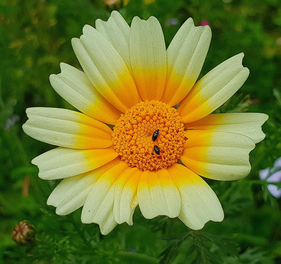 blossom, bloom, yellow, flora, sunflower, summer, flowering plant HD wallpaper