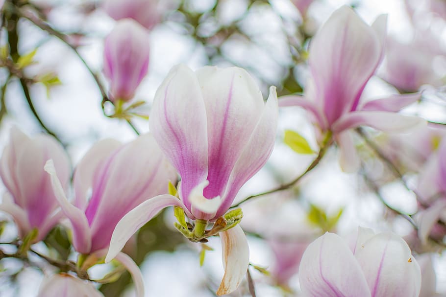 magnolia, tree, spring, bloom, pink, nature, plant, flowers HD wallpaper