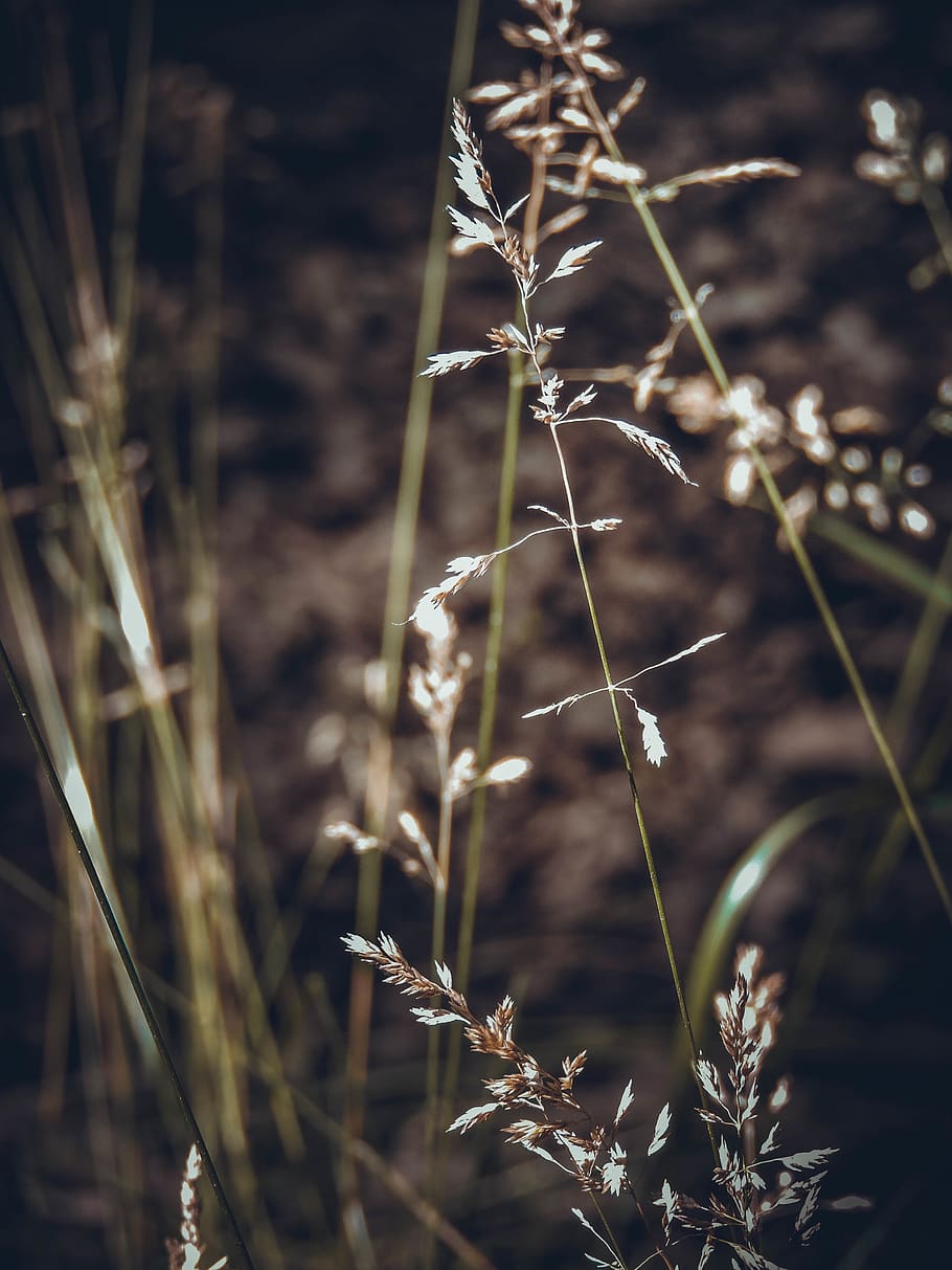 grass, plant, lawn, agropyron, reed, forest, brown, produce HD wallpaper
