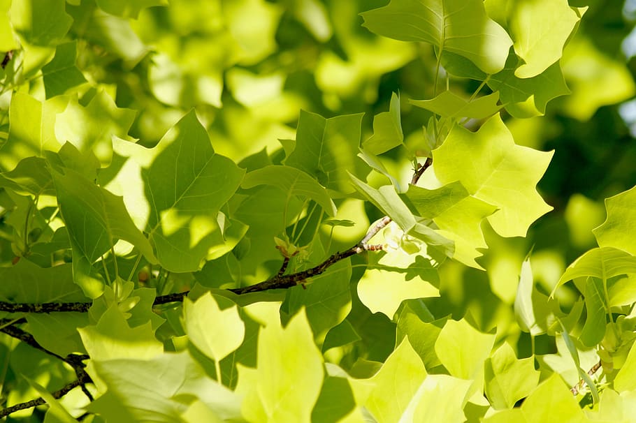 maple, maple leaves, nature, tree, shining, green, green leaves, HD wallpaper