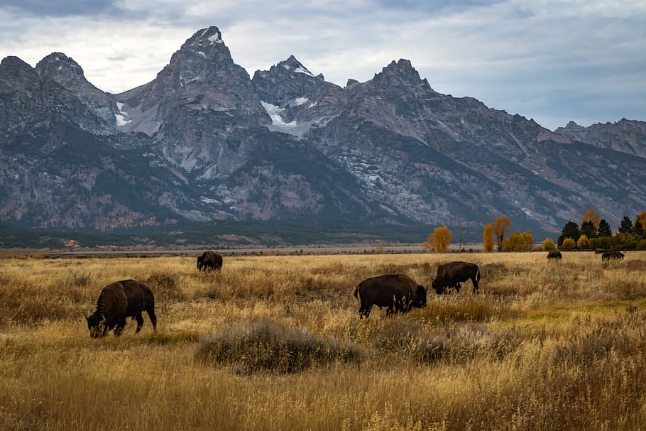 meadow, buffalo, mountain peak, animal, animal themes, mammal HD wallpaper