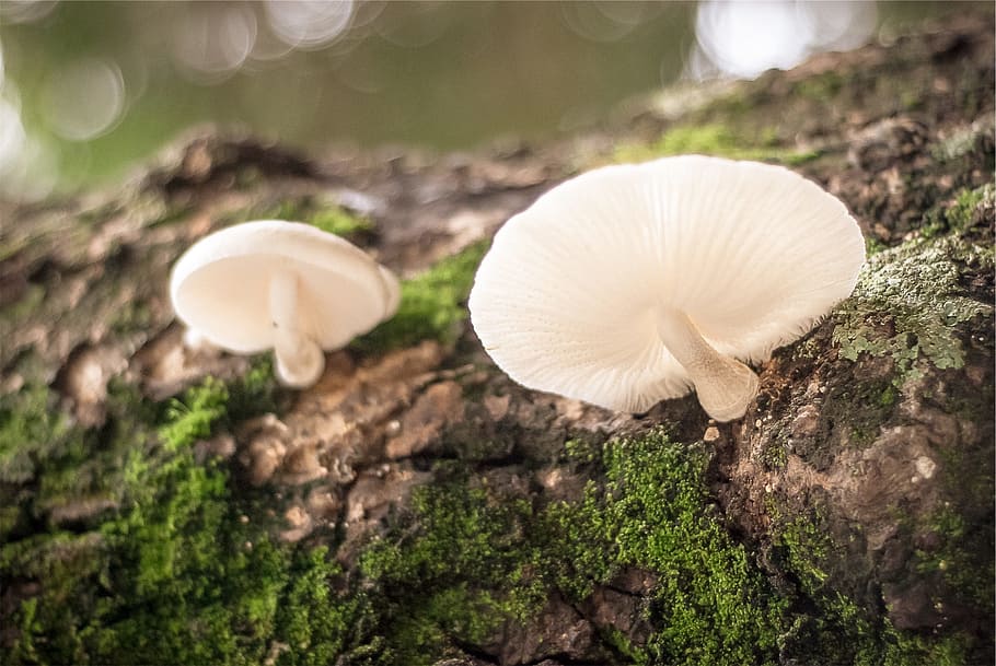 wild, mushrooms, moss, bark, vegetable, fungus, plant, food HD wallpaper