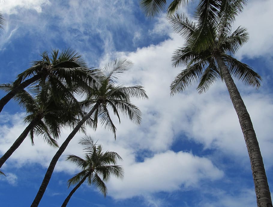 palm trees, palms, clouds, beach, maui, hawaii, usa, tourism HD wallpaper