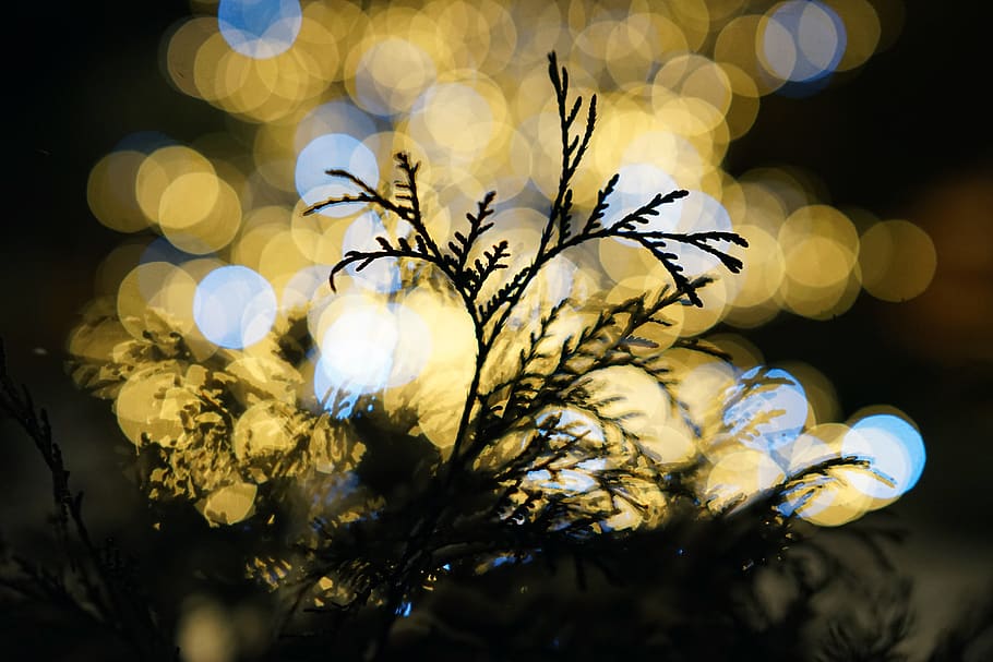 lights, bokeh, plant, close-up, no people, selective focus HD wallpaper