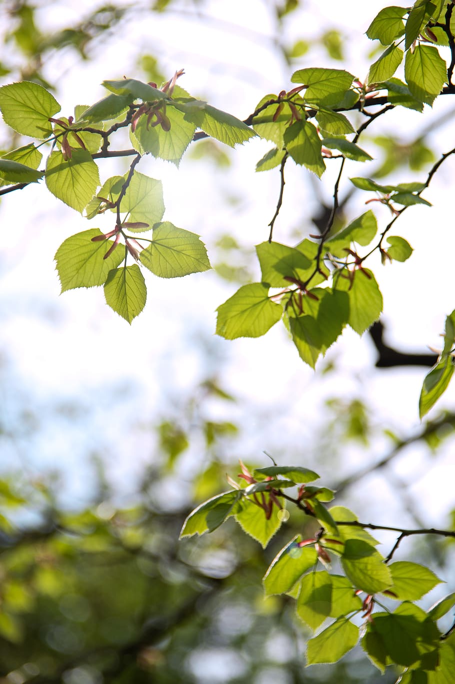 spring, green, leaves, nature, garden, wood, structure, foliage HD wallpaper