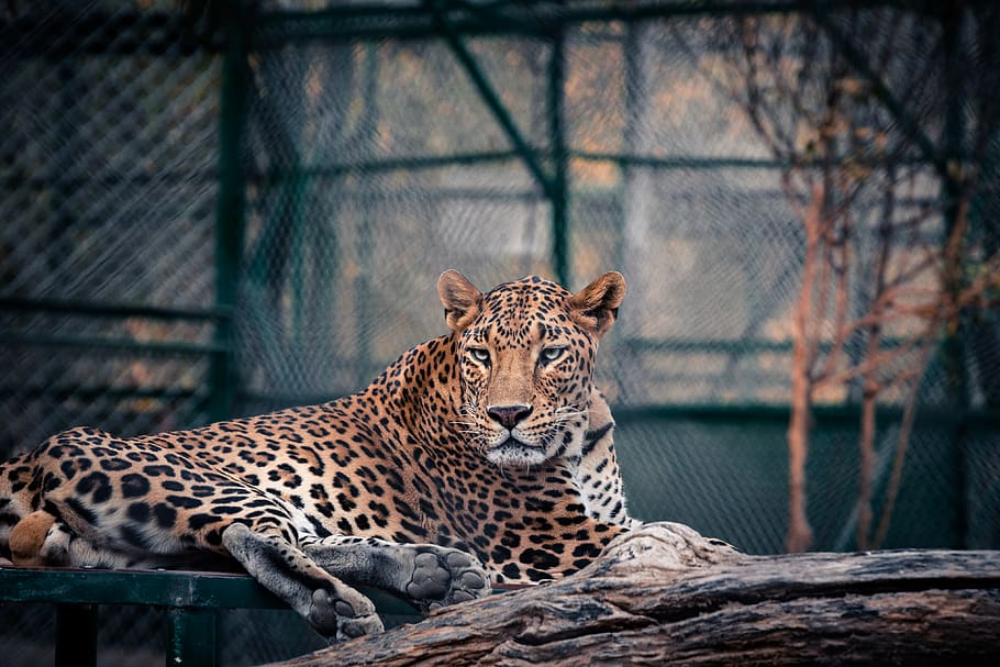 black and white leopard print textile, big cat, animal themes HD wallpaper