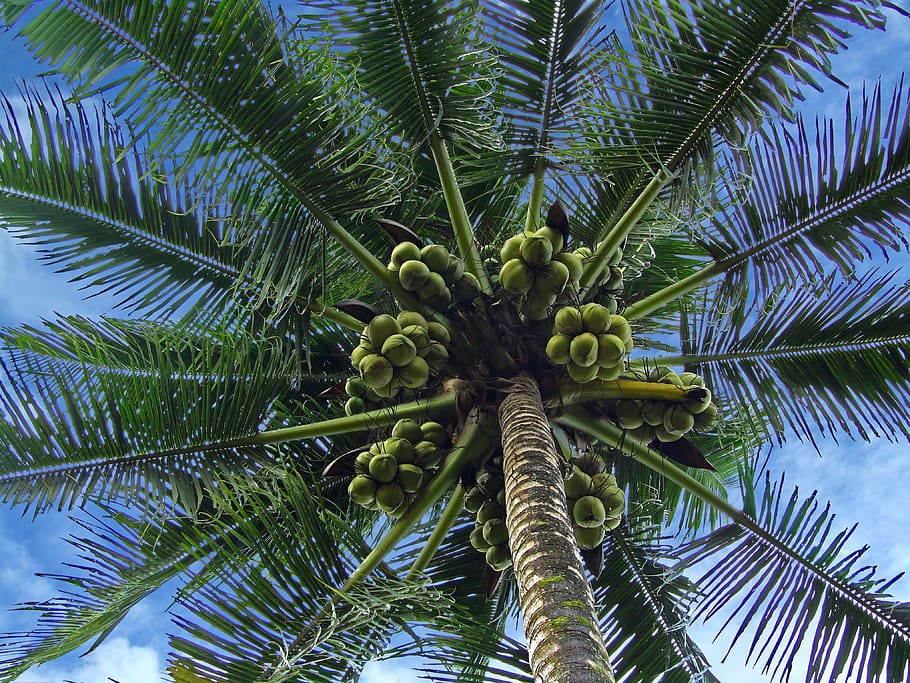 palm tree, coconuts, tropical, sky, trees, hawaii, paradise HD wallpaper