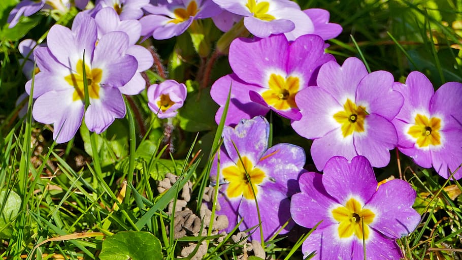 landscape, nature, flowers, spring, grass, light, sun, yellow HD wallpaper
