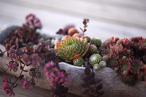 green succulent plant, pot, cactus, cacti, nature, interior design HD wallpaper