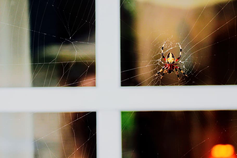 Black, Yellow, And Red Spider , close-up, cobweb, macro, scary HD wallpaper
