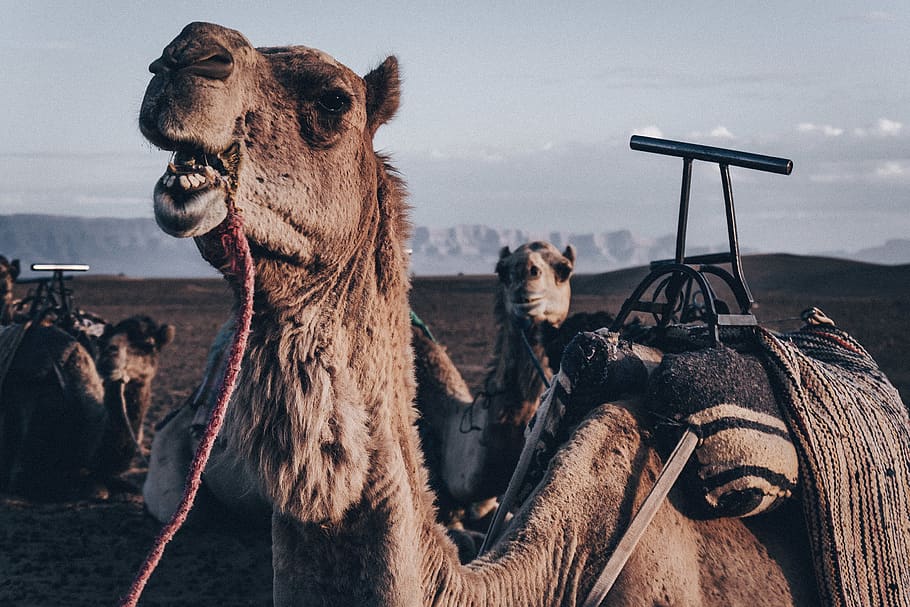 brown camel on desert during daytim, mammal, animal themes, domestic animals HD wallpaper