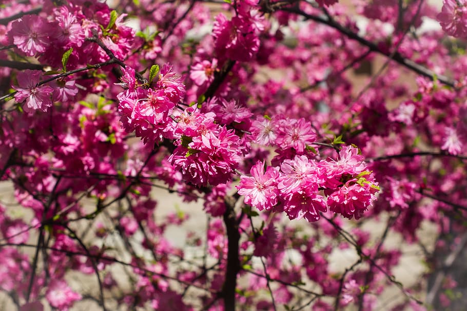 almond, pink, flowers, bloom, spring, street, may, plant, flowering plant HD wallpaper