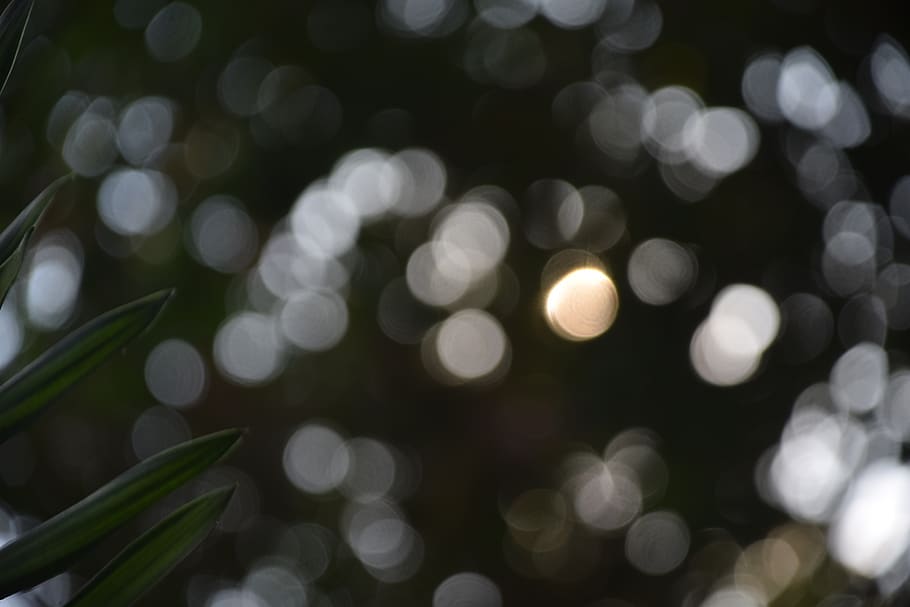 Close Up Photography of Green Leaf, blur, luminescence, defocused HD wallpaper