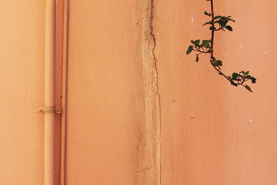 green leafed tree branch near beige wall, pipe, crack, orange HD wallpaper