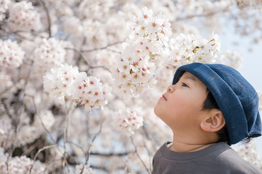 boy looking up, person, human, people, flower, hat, plant, cherry blossom HD wallpaper