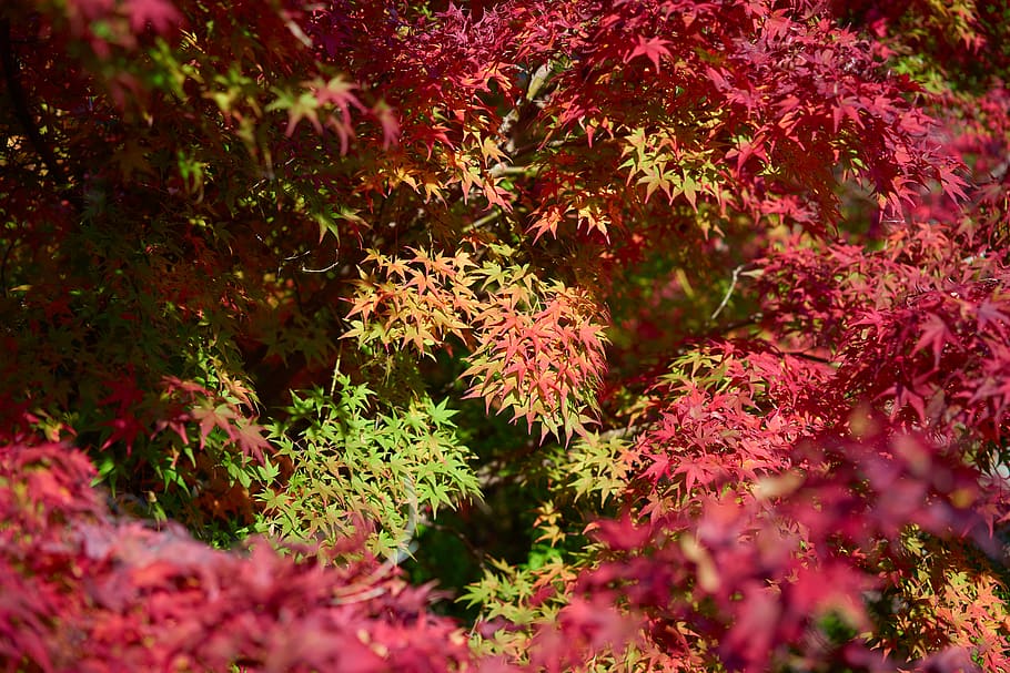 red leafed plant, tree, maple, vegetation, nature, maple leaf HD wallpaper