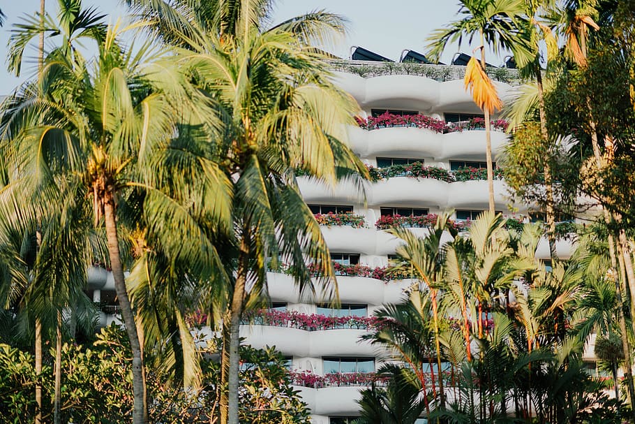 palm tree, plant, arecaceae, summer, building, hotel, garden HD wallpaper
