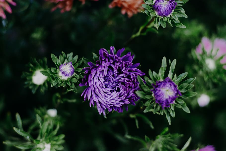 Purple chrysanthemum 1080P, 2K, 4K, 5K HD wallpapers free download