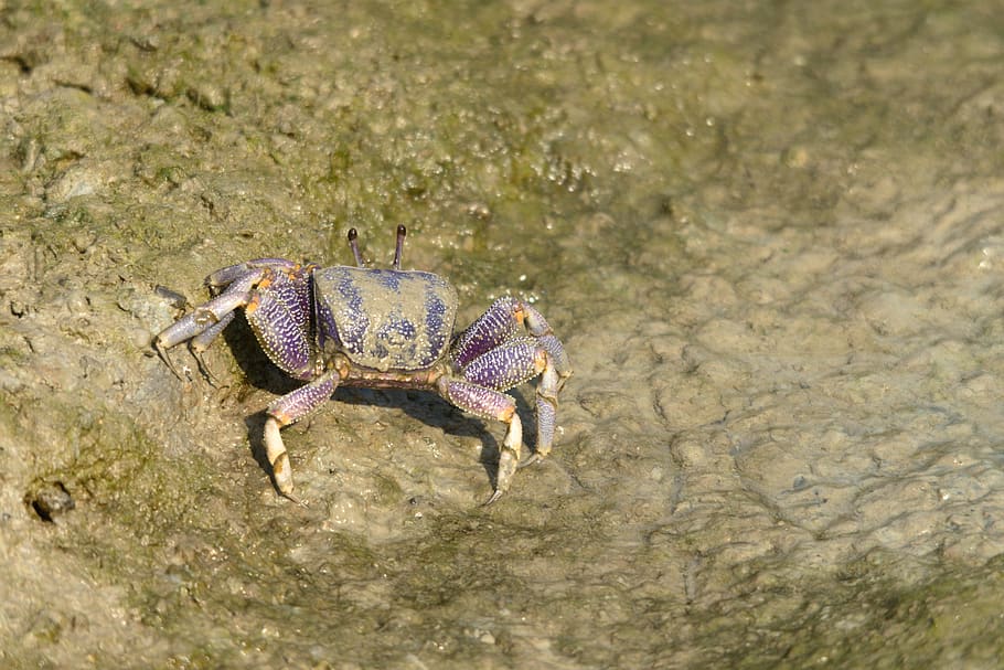 crab, animals, coast, animal themes, one animal, animal wildlife HD wallpaper