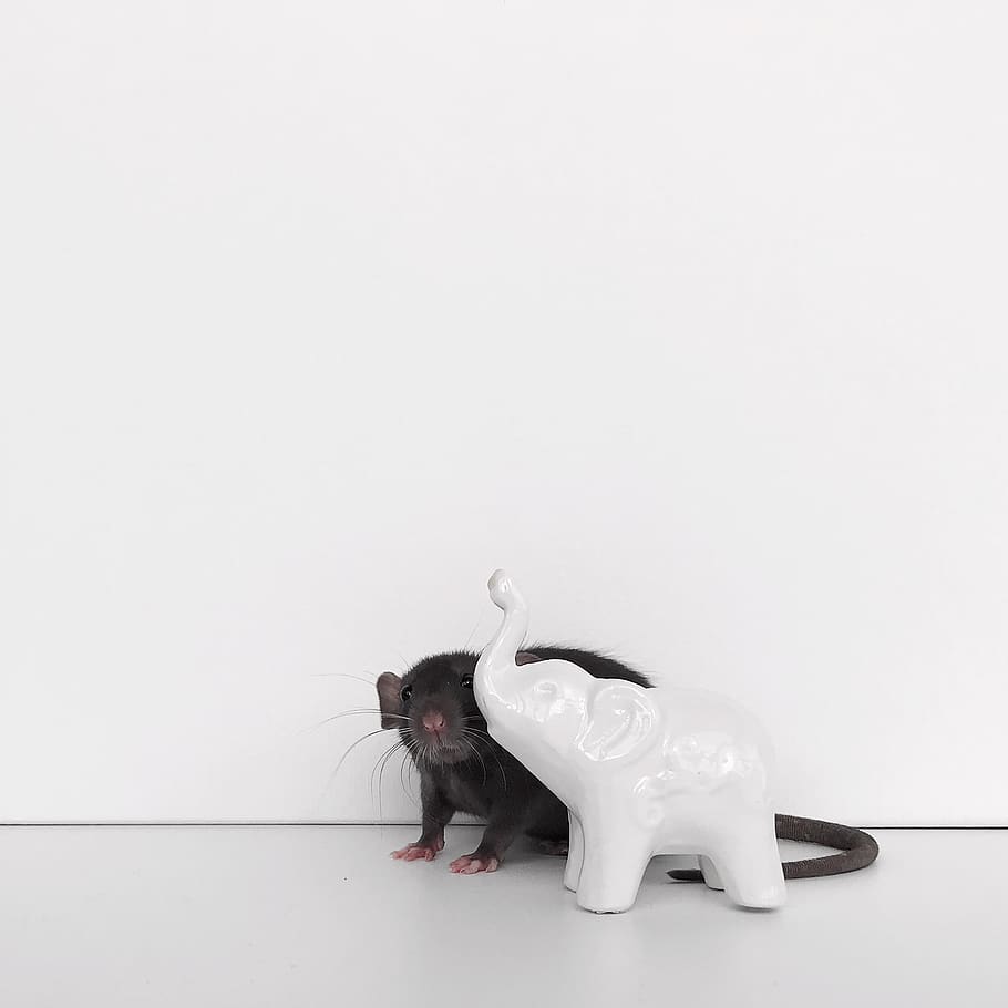 White Ceramic Elephant Figurine, rat, rodent, mammal, studio shot HD wallpaper