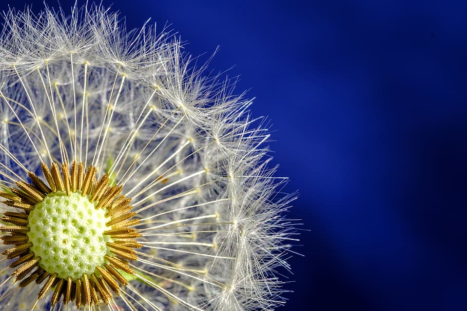 dandelion, blossom, bloom, seeds, dandelion seeds, pointed flower HD wallpaper