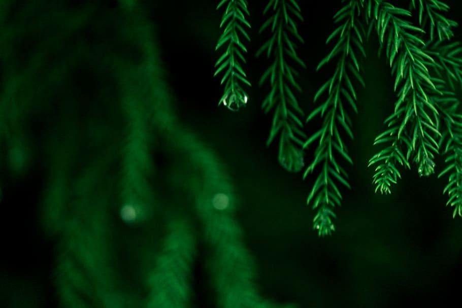 tree, plant, conifer, fir, abies, green, larch, nature, rain HD wallpaper