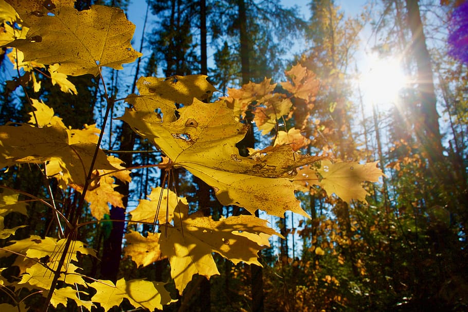 forest, trees, leaves, yellow, colour, color, season, fall HD wallpaper