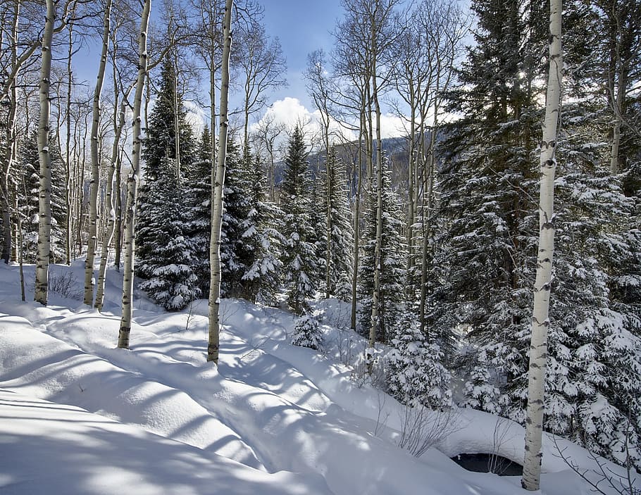 winter, snow, forest, cold, trees, woods, landscape, scenic HD wallpaper