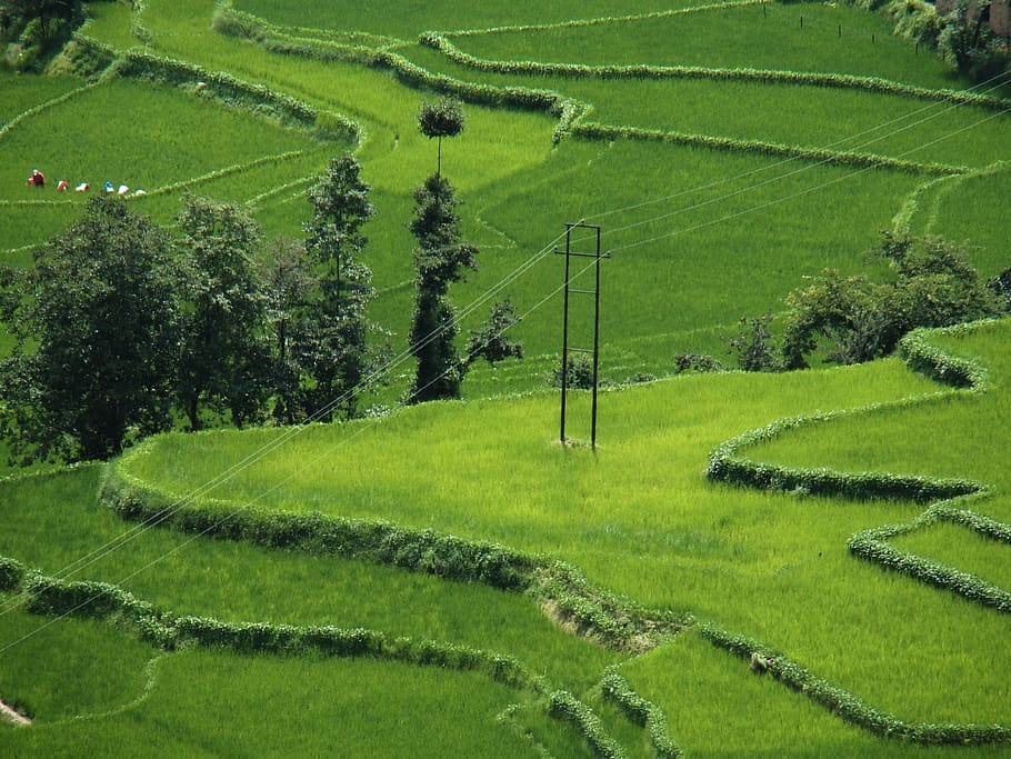 green color, plant, field, land, growth, scenics - nature, landscape HD wallpaper