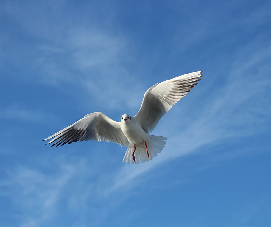 seagull, bird, gulls, flying, wing, sky, istanbul, turkey, animal, HD wallpaper