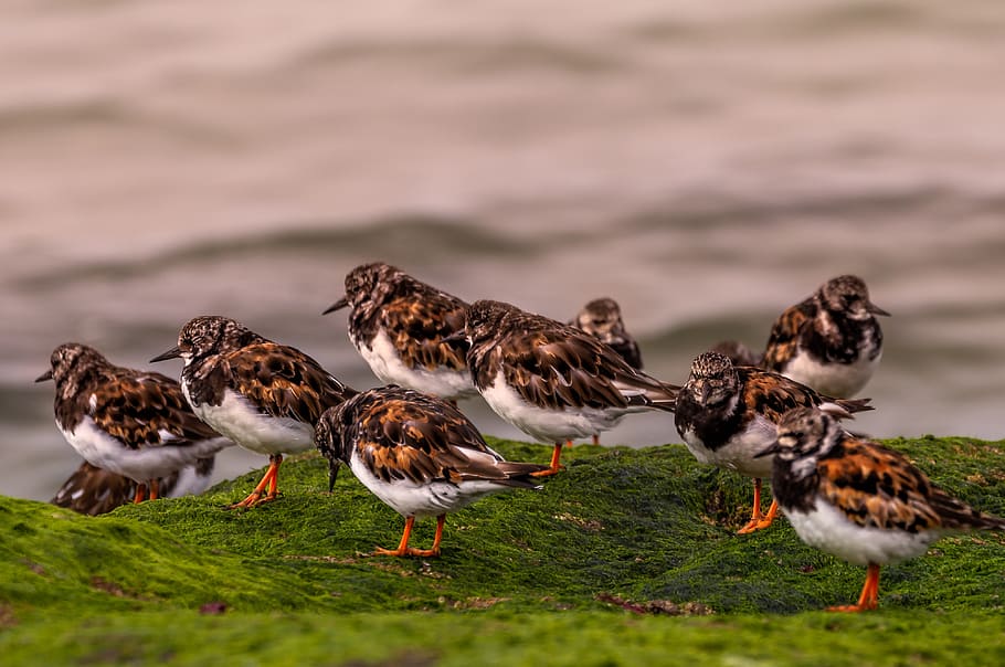 small seagulls, seaside, birds, nature, ocean, water, group of animals HD wallpaper