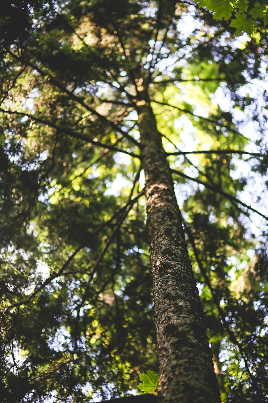 Tree, bark, forest, nature, pine, plant, low angle view, tree trunk HD wallpaper