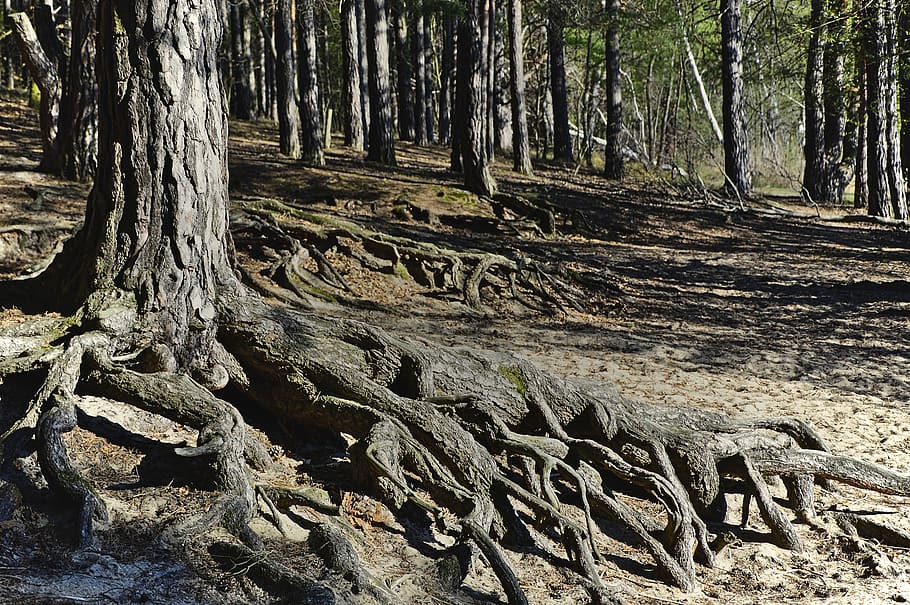 root, tree roots, forest, forest floor, pine forest, rooted HD wallpaper