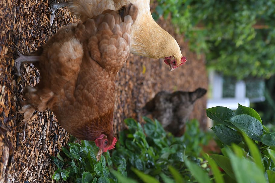 three hens beside plants, animal, chicken, bird, poultry, fowl HD wallpaper