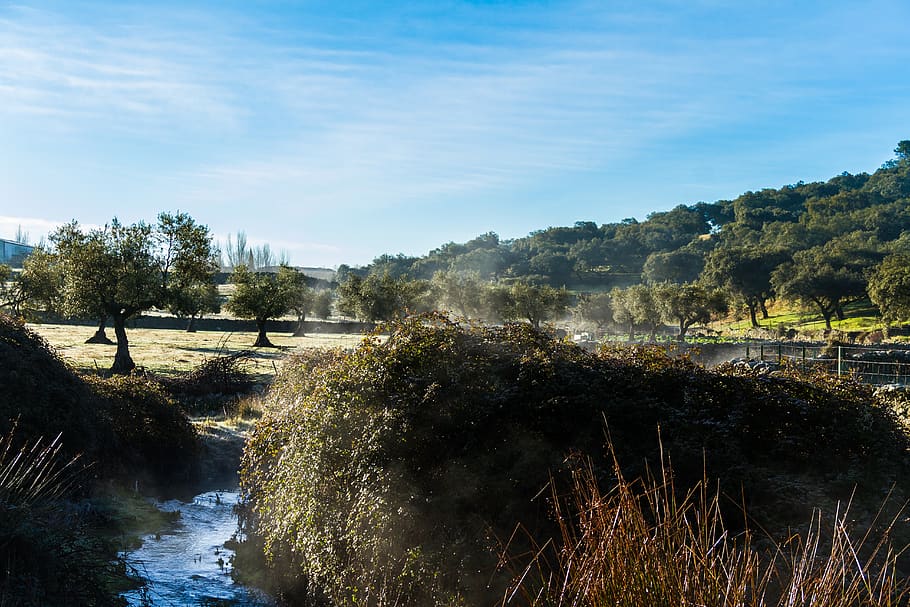 nature, hiking, hiking path, plant, tree, water, sky, no people HD wallpaper