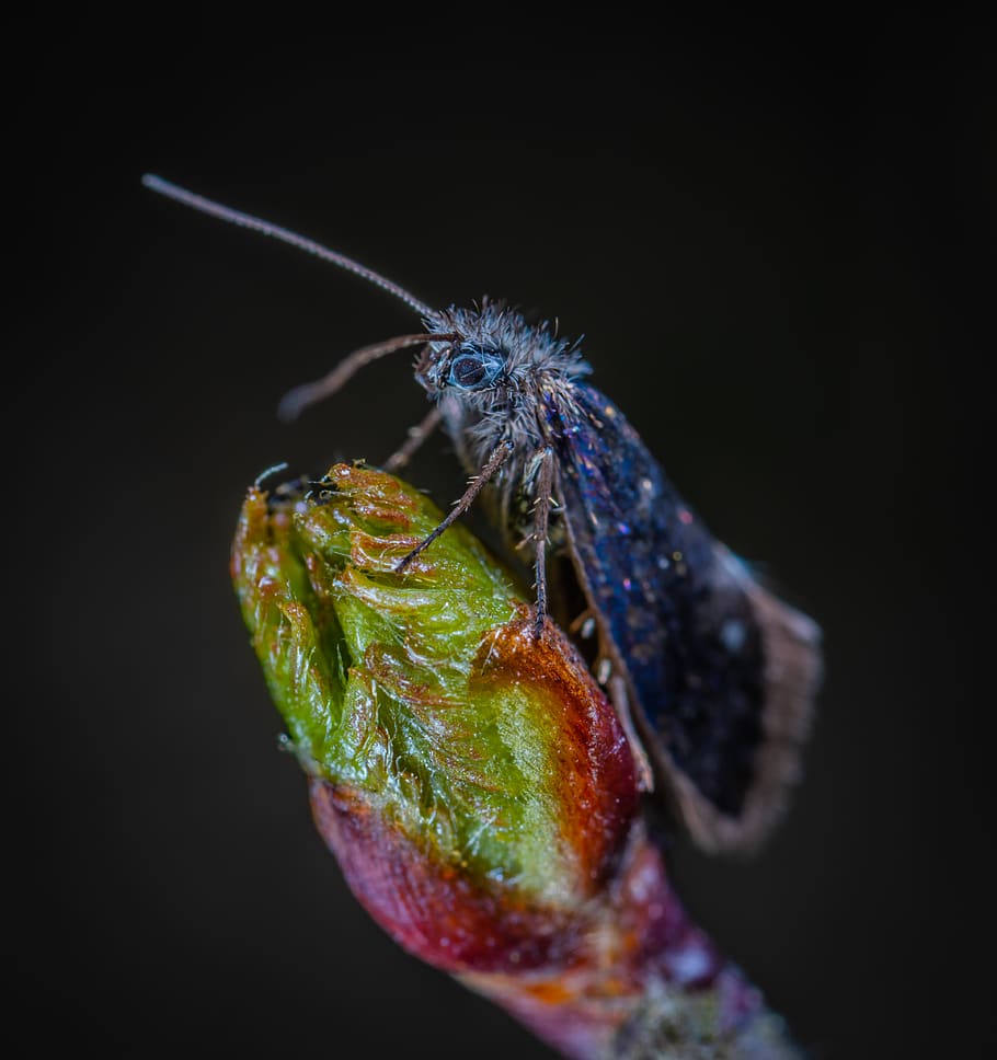 Blue Moth On Green Bud, bug, close-up, insect, little, macro HD wallpaper