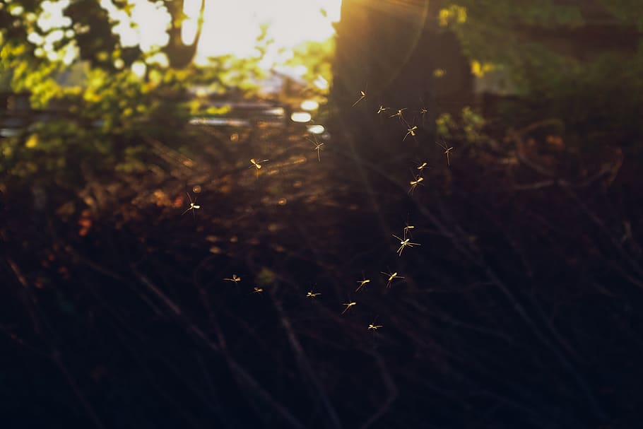 denmark, vordingborg, plant, growth, nature, sunlight, close-up HD wallpaper