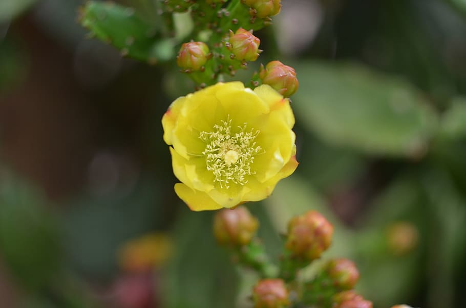 flower, yellow, cactus, spring, polen, plant, flowering plant HD wallpaper