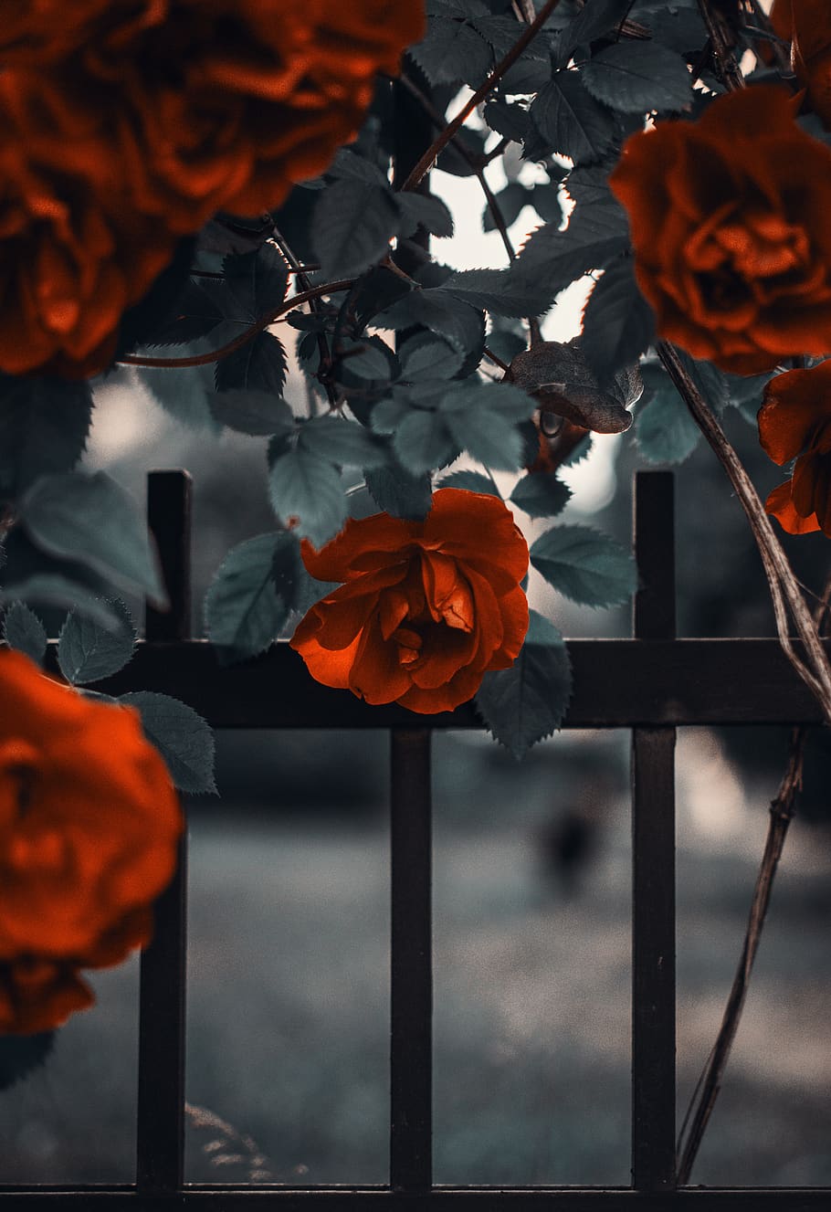 Selective Focus Photogrpahy Red Rose Flower, art, beautiful, bloom HD wallpaper