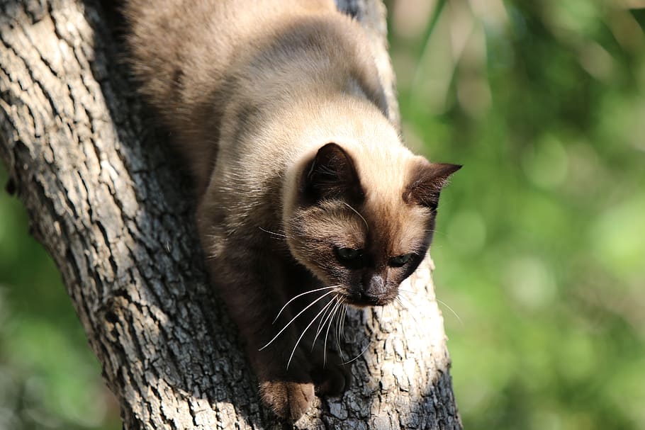 cat, siamese, tree, one animal, mammal, tree trunk, focus on foreground HD wallpaper