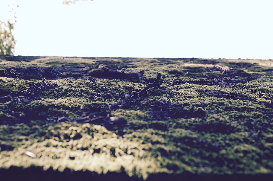 tree, moss, sky, nature, tranquility, landscape, no people HD wallpaper