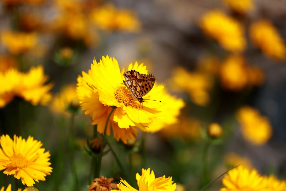 butterfly, flower, yellow, nature, insecta, nice, flowering plant HD wallpaper
