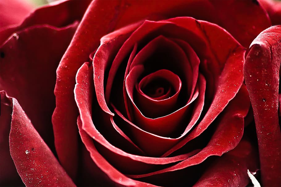 flower, flowering plant, rose, rose - flower, beauty in nature HD wallpaper